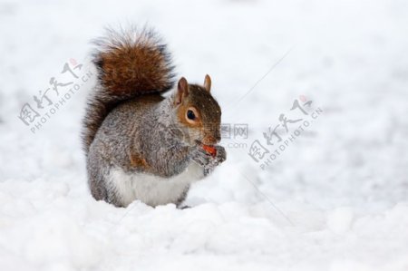 雪地上的松鼠