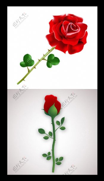 盛开的红色玫瑰花矢量素材下载