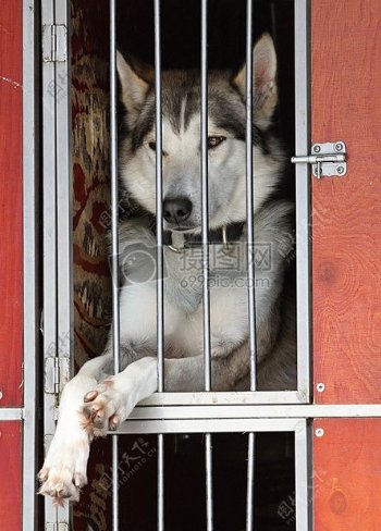 关在笼子里的狗狗