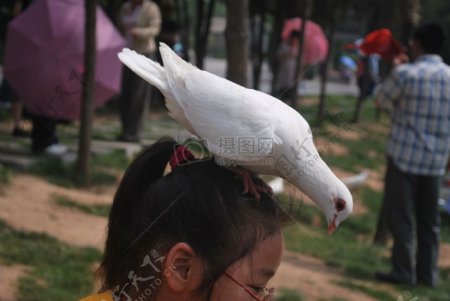 停在女孩头上的飞鸟