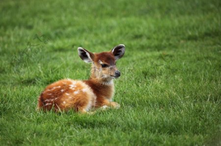 坐在草地上的鹿