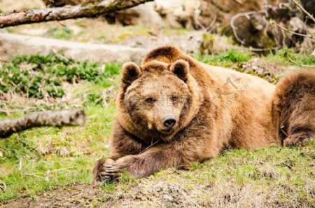 卧在草地上的棕熊