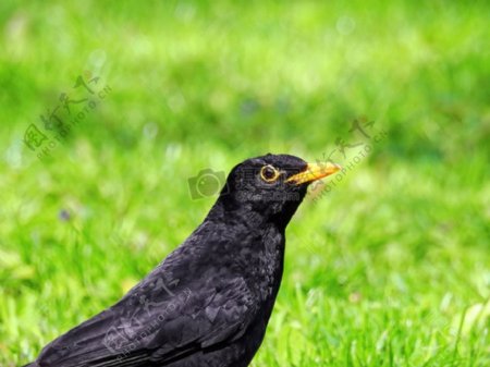 草坪上的一只黑色鸟