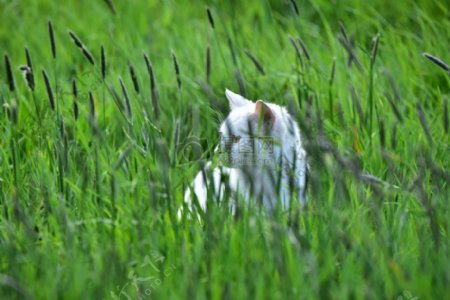 草丛中的白猫
