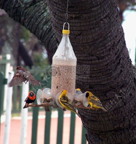 吊在树上的小鸟们