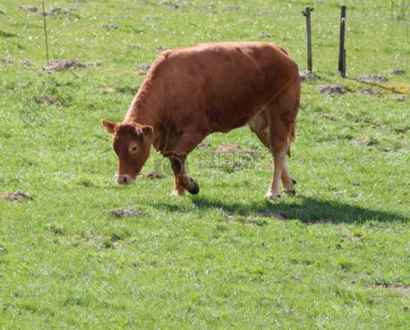 草地上行走的牛