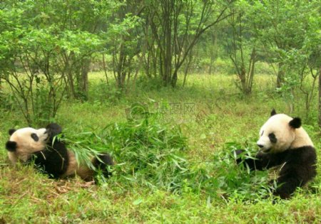 草地上的大熊猫