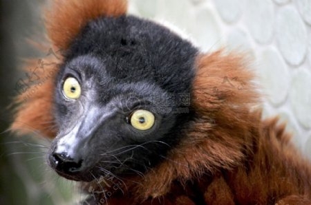 马达加斯加的狐猴