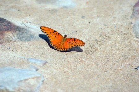 石头上的蝴蝶