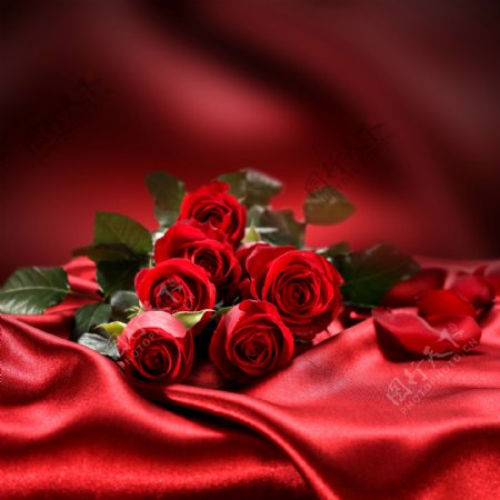 丝绸上的玫瑰花图片