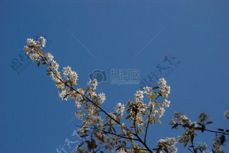 天空下的白色花朵