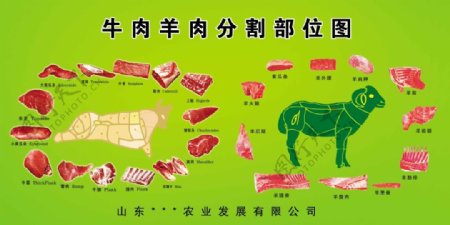 牛肉羊肉分割部位图