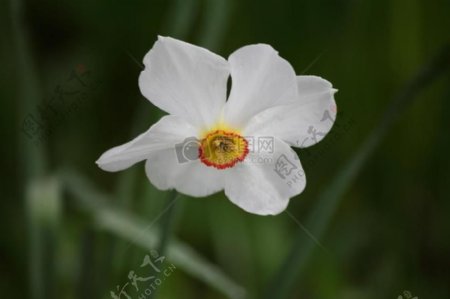 野外白色小花