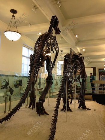 展览馆里的恐龙