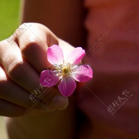 手中的粉色小花