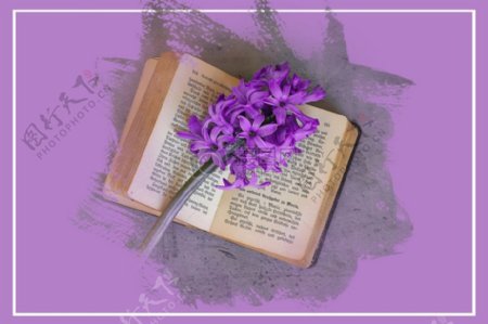 书本上的紫色花朵