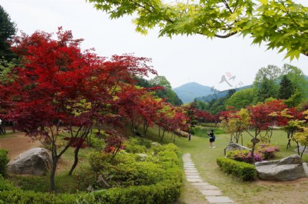 韩国南怡岛风景
