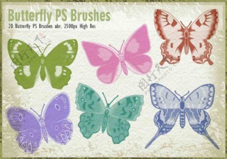 20种漂亮蝴蝶图形PS昆虫笔刷
