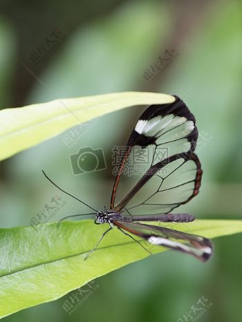 翅膀透明的蝴蝶