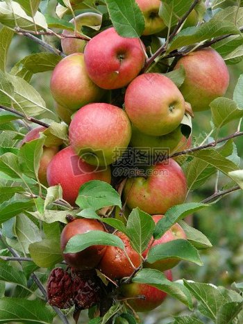 苹果树上成熟的果实