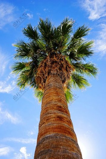 夏天海边的棕榈树