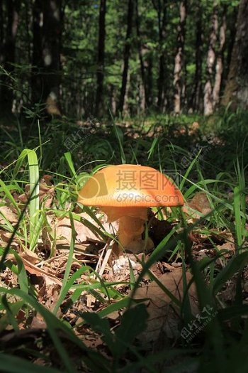 自然新鲜的蘑菇