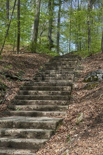 森林里的石头台阶