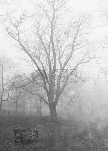 大雾中的大树