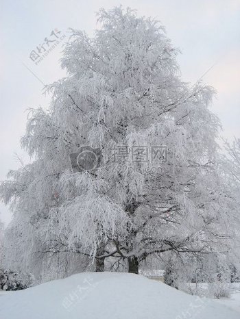挂满霜雪的树木