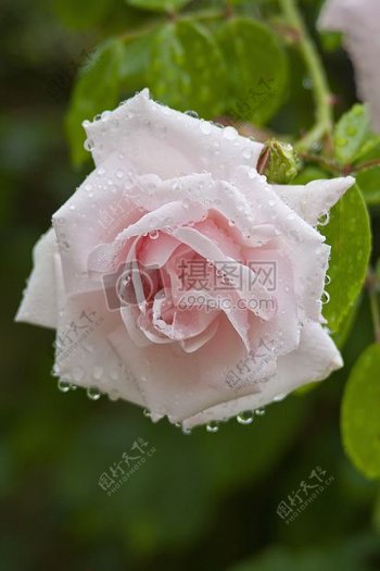 一朵沾有水珠的粉色玫瑰花