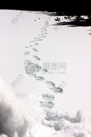 雪地上的动物脚印