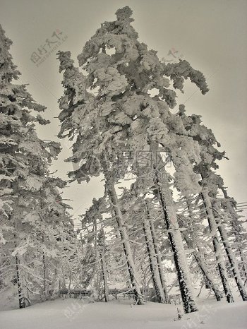 被白雪覆盖的松树