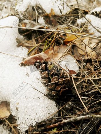 地面上的冰雪