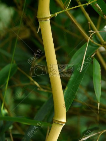 一根弯曲的竹子