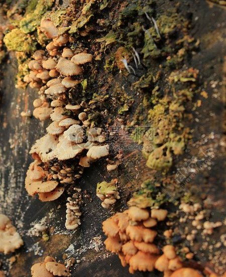 秋季里的蘑菇