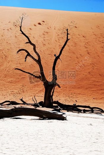 沙漠里的枯木