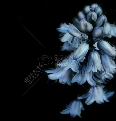 自然花蓝弹簧花黑背景蓝色花钟声花蓝紫花