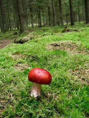 野地里的红蘑菇