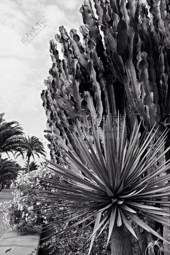 白天灰度摄影棕榈树和仙人掌