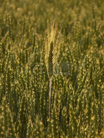 小麦的穗