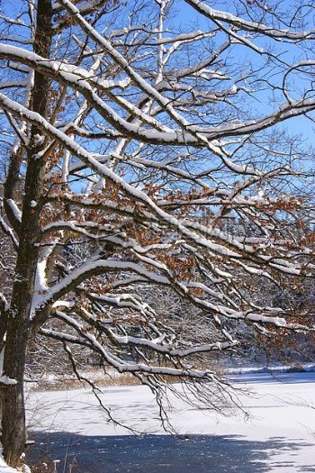 树上堆积的雪