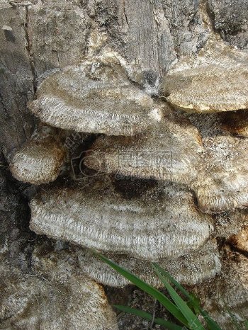 树干上的蘑菇
