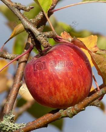 苹果收获秋季水果自然红色成熟苹果树