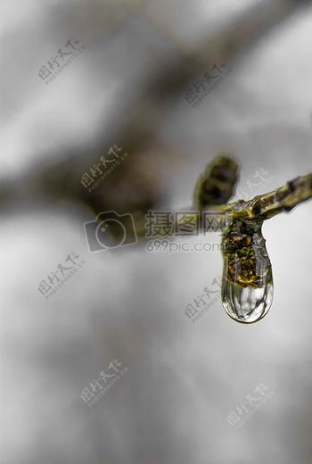 雨滴树枝落叶