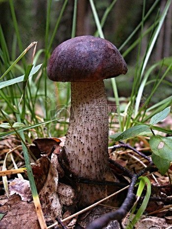 紫色蘑菇特写