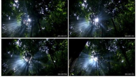 森林阳光视频素材