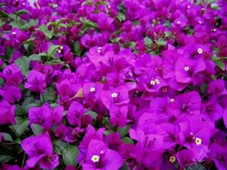 紫茉莉花