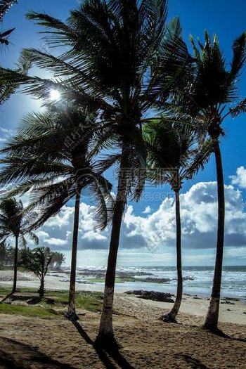 自然海滩云蓝色棕榈树萨尔瓦多伊塔普阿coqueiros