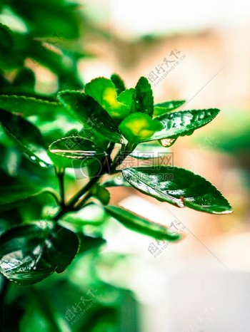 植物叶雨雨滴绿色滴