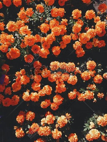橙色集群瓣花